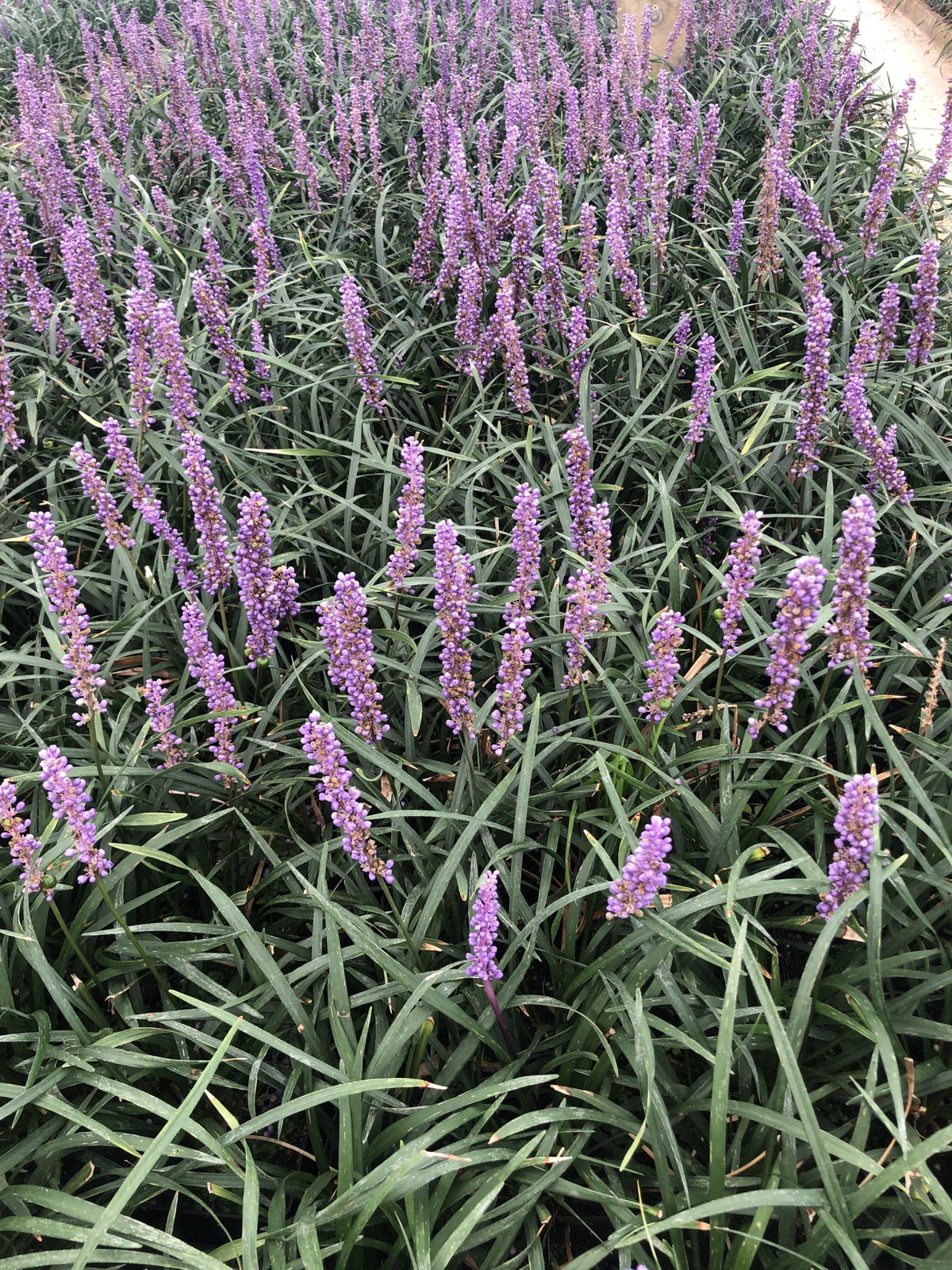 6 x Liriope muscari Moneymaker Klokkenstruik - Potmaat: 9 x 9 cm - GRDplanten