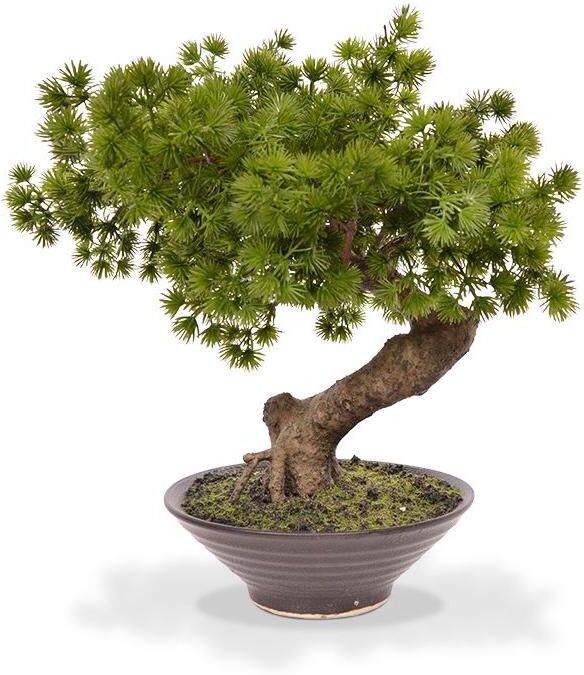 Kunstblume BOTANIC-HAUS "Bonsai Pinus in Schale", braun, H:50cm Ø:35cm, Holz, Polyester, Kunstpflanzen, Kunstblume braun Ø/H: 35cm x 50cm