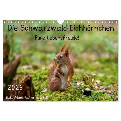 Die Schwarzwald-Eichhörnchen (Wandkalender 2026 DIN A4 quer), CALVENDO Monatskalender