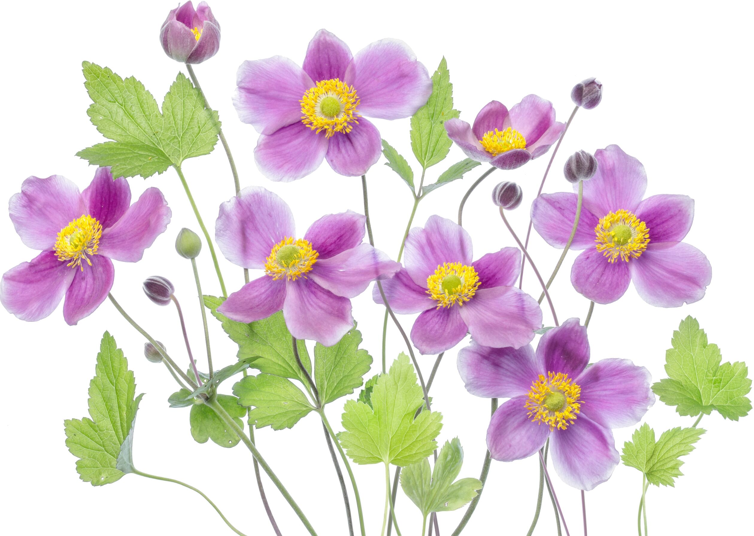 Fototapete PAPERMOON "Photo-Art MANDY DISHER, ANEMONE 'HADSPEN FÜLLE'", bunt, B:2m L:1,49m, Vlies, Tapeten, Fototapete bunt B/L: 2m x 1,49m, Bahnen: 4 Stk.