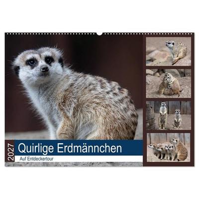 Quirlige Erdmännchen (Wandkalender 2027 DIN A2 quer), CALVENDO Monatskalender