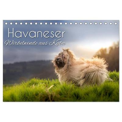 Havaneser - Wirbelwinde aus Kuba (Tischkalender 2027 DIN A5 quer), CALVENDO Monatskalender