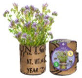 Baza Seeds Nützlingsblumen Sonnenblume