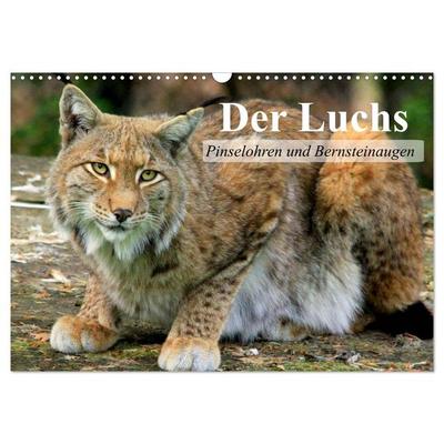 Der Luchs. Pinselohren und Bernsteinaugen (Wandkalender 2026 DIN A3 quer), CALVENDO Monatskalender