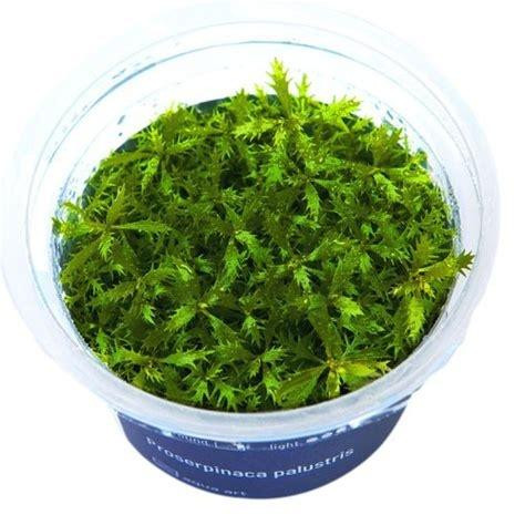 Aquaflora HS Aqua Proserpinaca Palustris - In Vitro Cup
