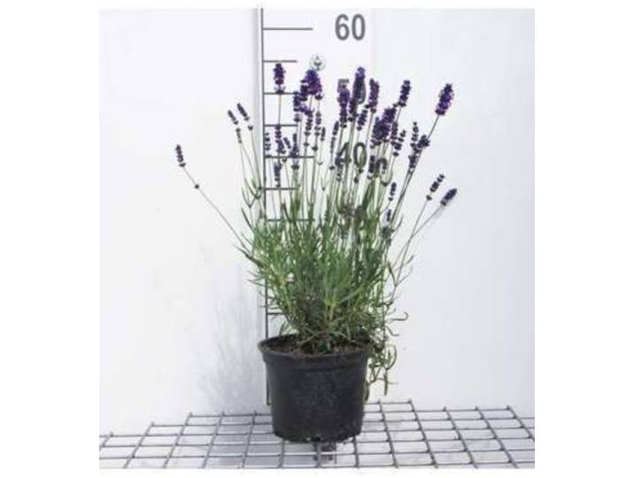 Lavandula ang. 'Hidcote' - Lavendel In pot 3 liter