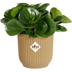 Elho, Blumentopf, Blumenschale (11 x 10.50 cm)