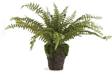 Porch & Petal "Boston Fern Drop-In 16"" - Green"