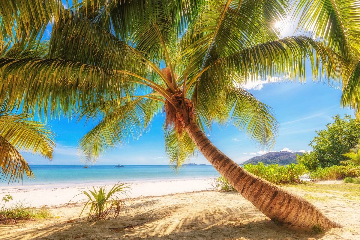 Fototapete PAPERMOON "Palme am Strand", bunt, B:3,5m L:2,6m, Vlies, Tapeten, Fototapete bunt B/L: 3,5m x 2,6m, Bahnen: 7 Stk.
