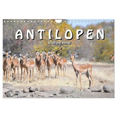 Antilopen, schön und schnell (Wandkalender 2027 DIN A4 quer), CALVENDO Monatskalender