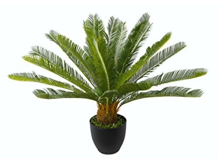 Cycaspalme im Topf