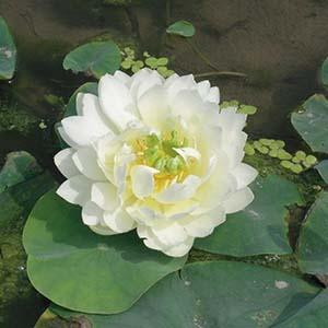 Moerings Nelumbo White Witte Lotus in 3L Mand