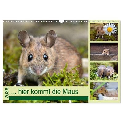 ... hier kommt die Maus ... (Wandkalender 2026 DIN A3 quer), CALVENDO Monatskalender