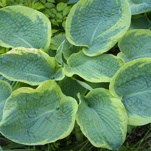 6x Hosta sieboldiana Frances Williams Gelbrand Funkie Blauwachtig - Pot van 9x9 cm
