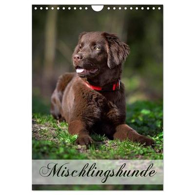 Mischlingshunde (Wandkalender 2026 DIN A4 hoch), CALVENDO Monatskalender