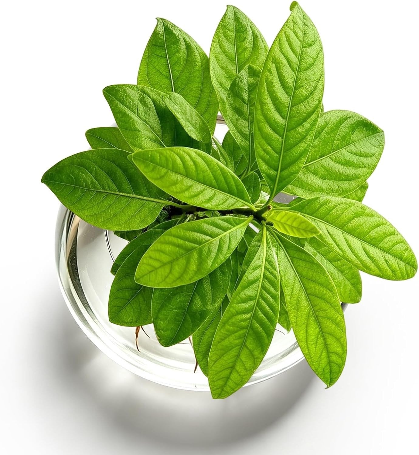 Hydroponische glazen vaas voor avocado en kastanjes, decoratieve vaas voor binnenplanten en bloemen