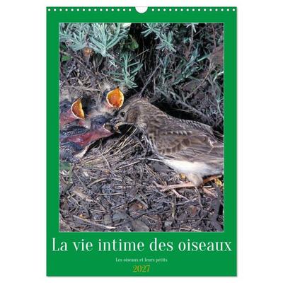 La vie intime des oiseaux Les oiseaux et leurs petits (Calendrier mural 2027 DIN A3 horizontal), CALVENDO calendrier mensuel