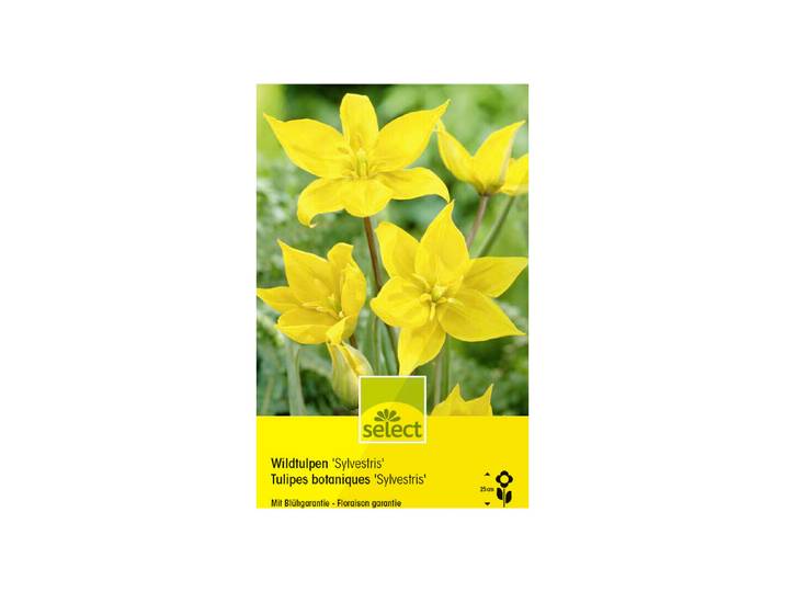 Select Blumenzwiebel Wildtulpe Tulipa Sylvestris