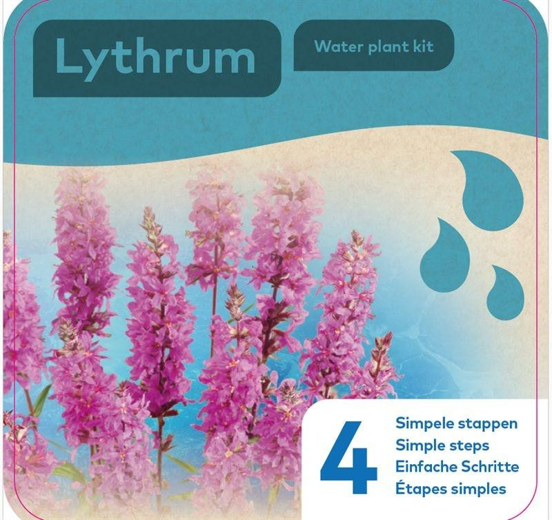 Moerings Droogverpakking Waterplant Lythrum