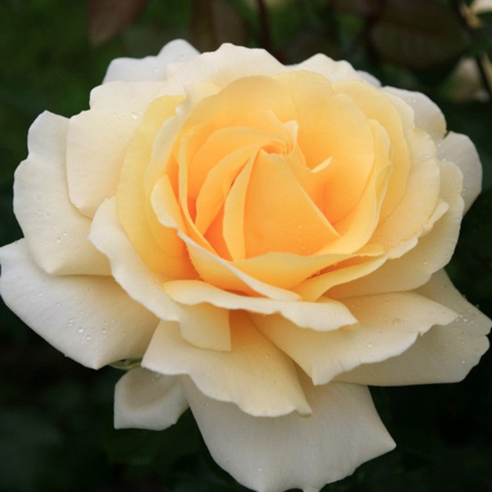Kordes Eleganza roos Winter Sun Rosa