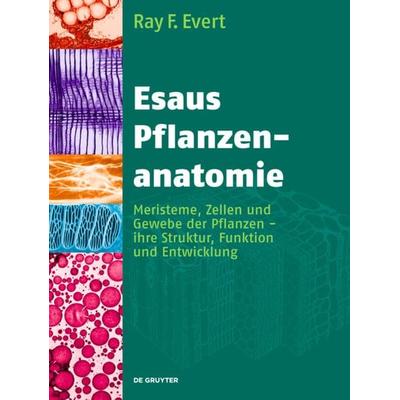 Esaus Pflanzenanatomie, Gebundene Ausgabe von Ray F. Evert, De Gruyter, 978-3-11-020592-3