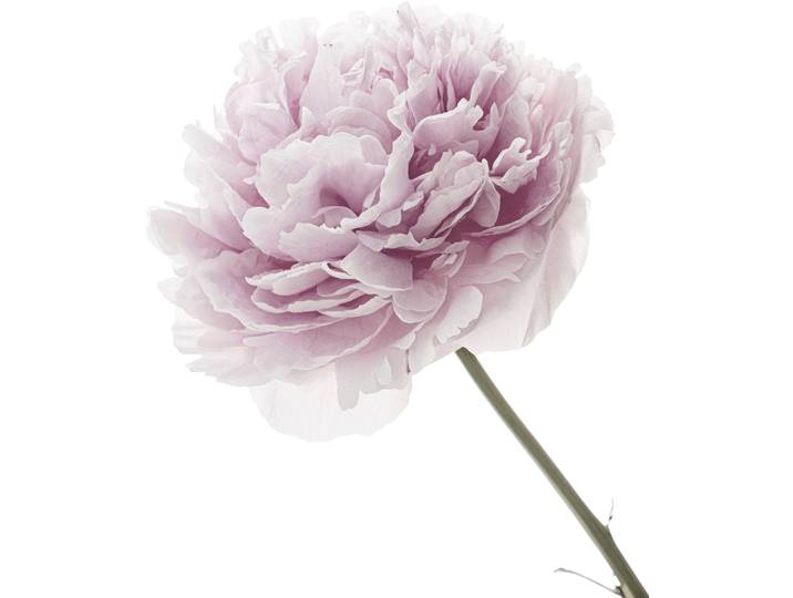 Wandtattoo QUEENCE Anna , rosa, B:80cm H:80cm, Folie, Wandtattoos, Wandtattoo, Wandbild, Sticker, rosa, Blume, Blüte, selbstklebend