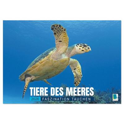 Tiere des Meeres: Faszination Tauchen (Wandkalender 2026 DIN A3 quer), CALVENDO Monatskalender