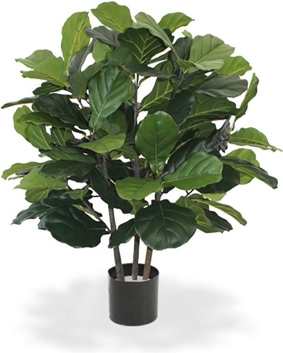 Maxifleur Lyrata Deluxe Groene Kamerplant in Pot, Hoogte: 95 cm