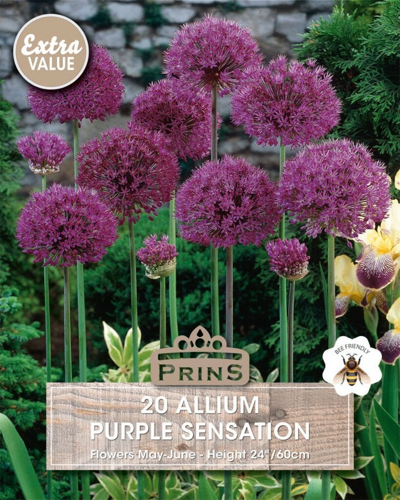 Prins Allium Purple Sensation 20 bollen