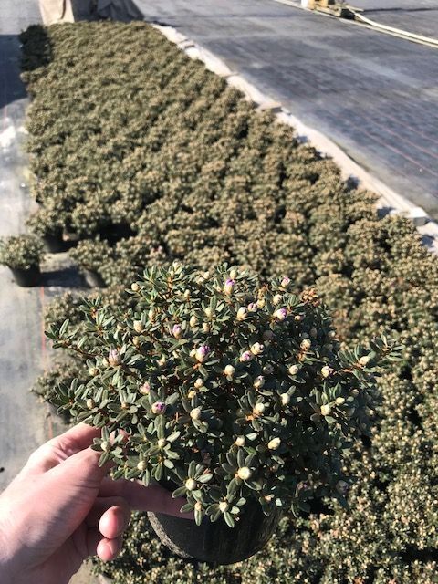 Pflanzen Rhododendron 2 L Container