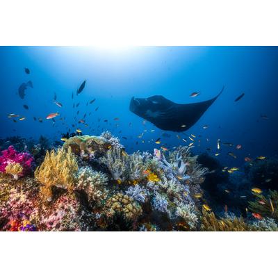 Fototapete PAPERMOON "Photo-Art BARATHIEU GABRIEL, MANTA REEF AUF DEM RIFF", bunt, B:3,5m L:2,6m, Vlies, Tapeten