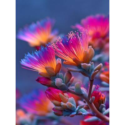CALVENDO Puzzle Wüstenblüte nach Regen, seltenes Zusammenspiel | 1000 Teile Lege-Größe 64x48cm Foto-Puzzle für glückliche Stunden, Sonstige von ,