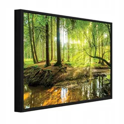 BILDER mit Rahmen Wald Bäume Grün 60x40 cm