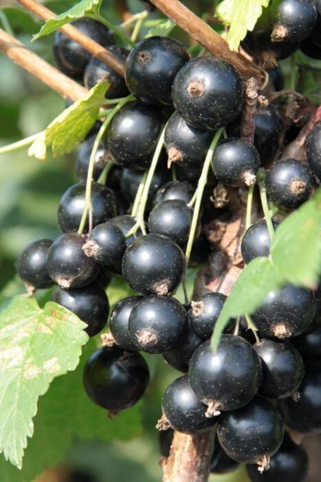 Pflanzen Schwarze Johannisbeere 3 L Container