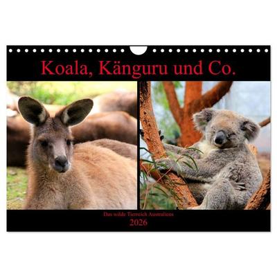 Koala, Känguru und Co. – Das wilde Tierreich Australiens (Wandkalender 2026 DIN A4 quer), CALVENDO Monatskalender