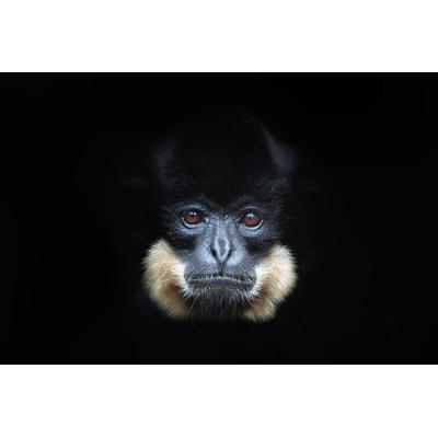 Fototapete PAPERMOON "GELBERCHEEKED GIBBON-MENSCHEN AFFE VIETNAM PORTRÄT", bunt, B:5m L:2,8m, Vlies, Tapeten