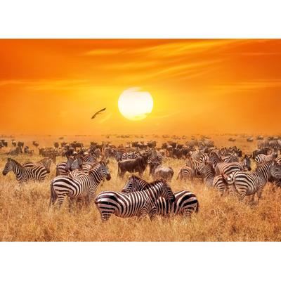 Fototapete PAPERMOON "African Antelopes and Zebras", bunt, B:2,5m L:1,86m, Vlies, Tapeten