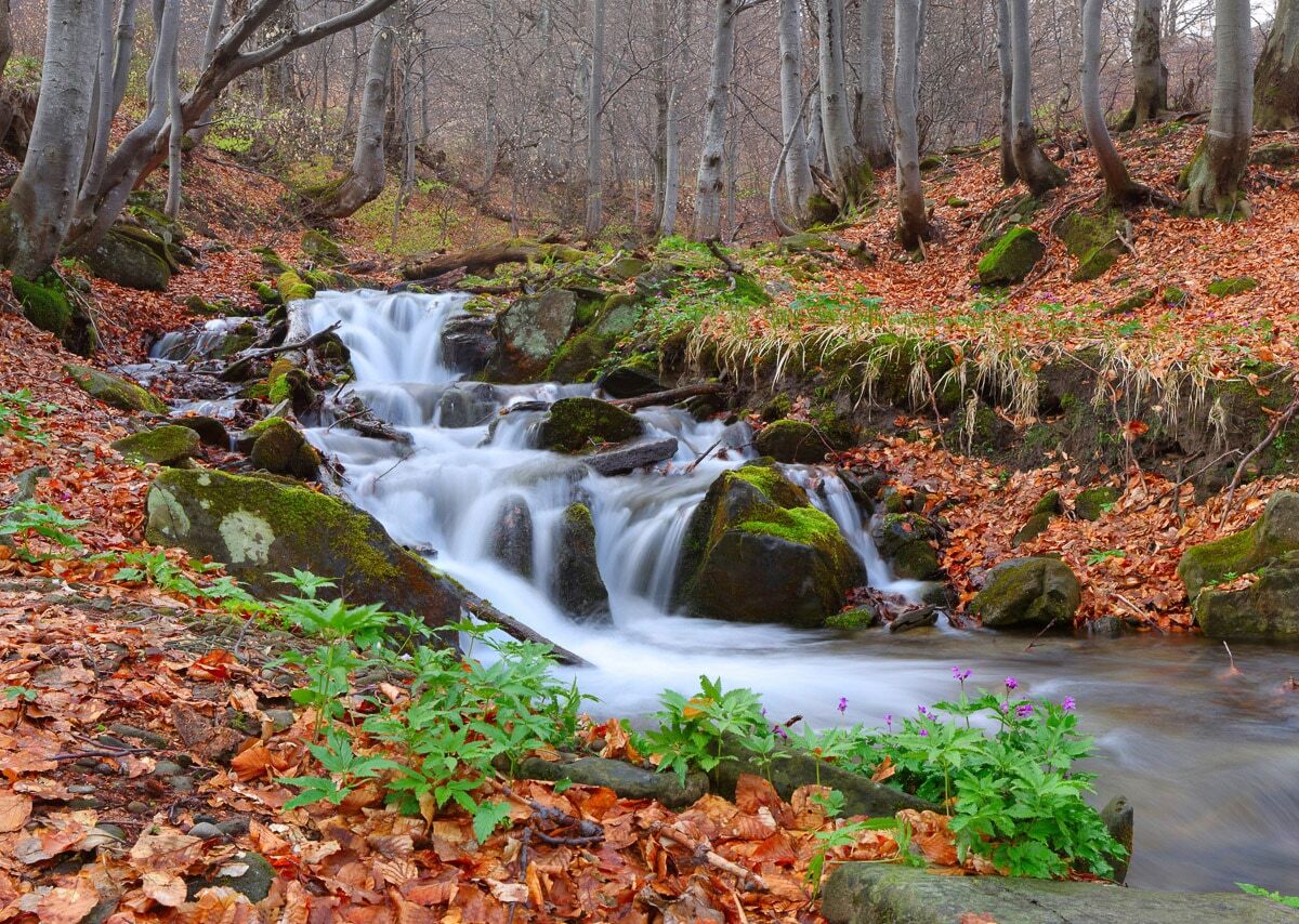 Fototapete PAPERMOON "Fluss durch Wald", bunt, B:3,5m L:2,6m, Vlies, Tapeten, Fototapete bunt B/L: 3,5m x 2,6m, Bahnen: 7 Stk.
