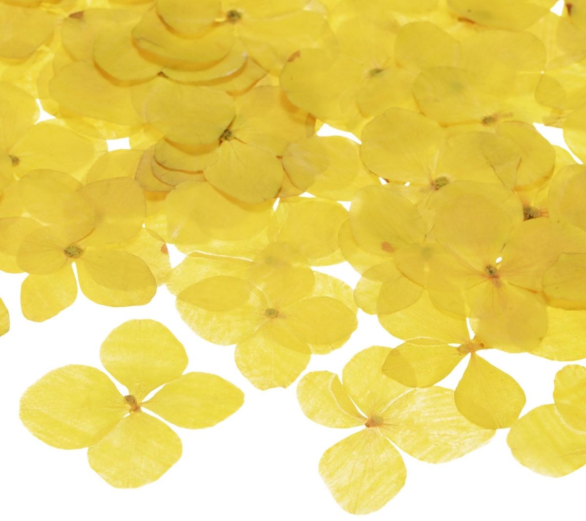 60 stuks gedroogde geperste bloemen voor ambachten en DIY-sieraden, geel
