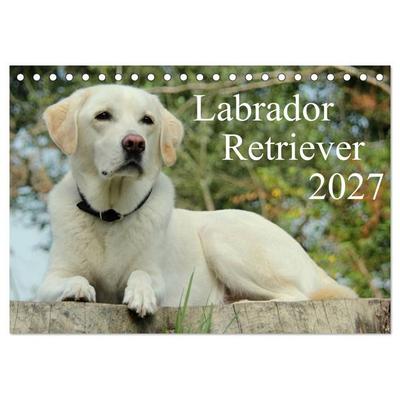 Labrador Retriever 2027 (Tischkalender 2027 DIN A5 quer), CALVENDO Monatskalender