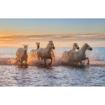 Fototapete PAPERMOON "Photo-Art ANTONI FIGUERAS BARRANCO, CAMARGUE-PFERDE II", bunt, B:4,5m L:2,8m, Vlies, Tapeten