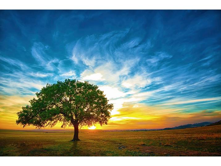 Fototapete PAPERMOON Baum in Landschaft , bunt, B:2m L:1,49m, Vlies, Tapeten, Fototapete