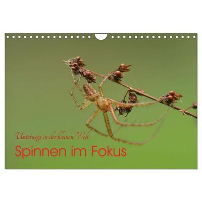 Spinnen im Fokus (Wandkalender 2027 DIN A4 quer), CALVENDO Monatskalender
