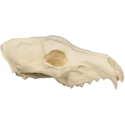 Andracor 3D-Druck Wolfssschädel (25 cm)