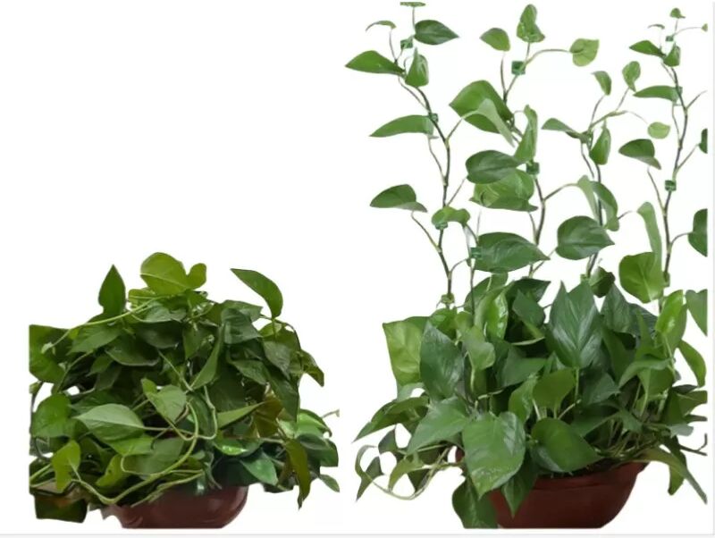 INF Pack de 10 petites pinces à vigne pour plantes, pinces à vigne murales adhésives S