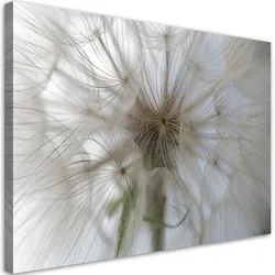 WANDBILD pusteblume pflanzen natur