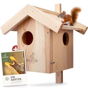 wildtier liebe Eichhörnchen Kobel