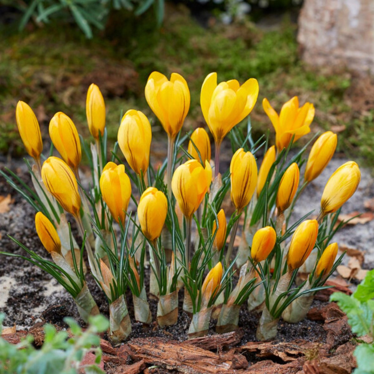 Voorjaarskrokus Crocus Vernus Yellow Mammoth - Geel - Bijen en vlinders - Snijbloemen