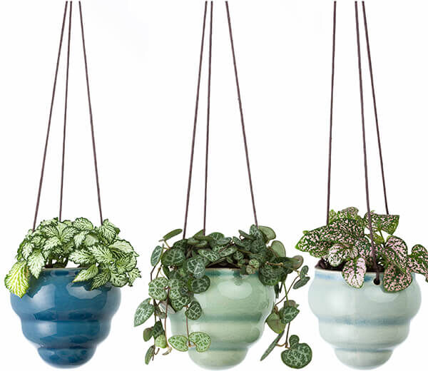 Burgon & Ball Hanging Pot Baby Bombino Trio