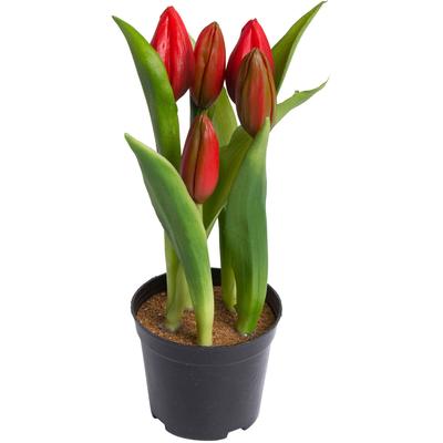 Kunstblume MY HOME "Tulpenpflanze mit 5 Knospen", rot, B:12cm H:23cm T:12cm Ø:12cm, Kunststoff, Kunstpflanzen